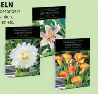 Hofer Exklusive Blumenzwiebeln Angebot