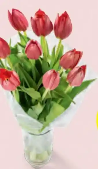Hofer Tulpen Angebot