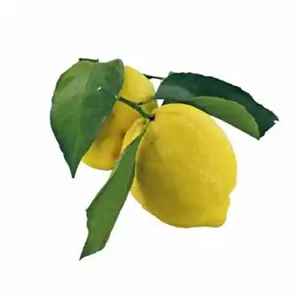Spar Spar Premium saftige Zitronen mit Blatt SPAR 1 Stück Angebot