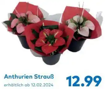 T&G Anthurien Strauß Angebot