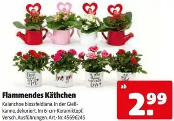 Hagebau Flammendes Käthchen Angebot