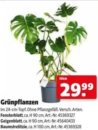 Hagebau Grünpflanzen Angebot