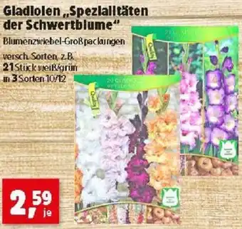 Thomas Philipps Gladiolen Spezialitäten der Schwertblume Angebot