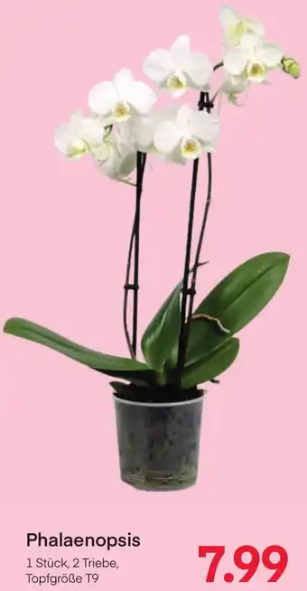 MPreis Phalaenopsis Angebot