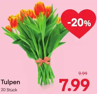 MPreis Tulpen Angebot