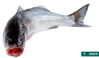 Transgourmet Lagunen Wolfsbarsch Angebot