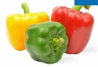 T&G Paprika Tricolore Angebot
