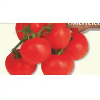 Unimarkt Rispentomaten Unimarkt 1 Kilogramm Angebot