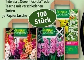 Norma Blumenzwiebeln Angebot