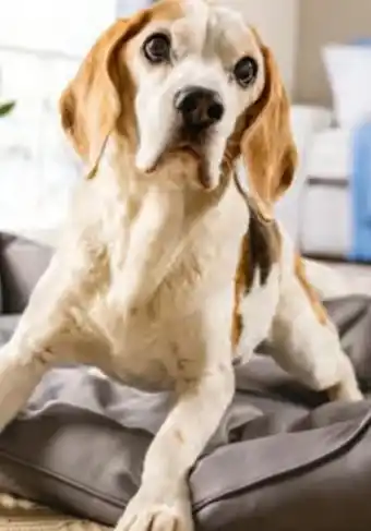 Hofer Hundebett Angebot
