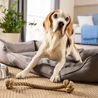 Hofer Romeo XXL Hundebett HOFER 1 Stück Angebot