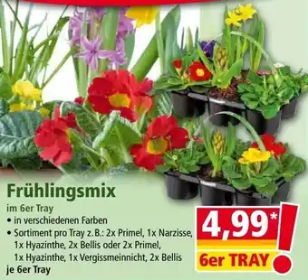 Norma Frühlingsmix Angebot