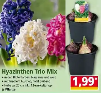 Norma Hyazinthen Trio Mix Angebot