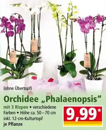 Norma Orchidee Phalaenopsis Angebot