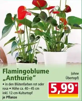 Norma Flamingoblume Anthurie Angebot