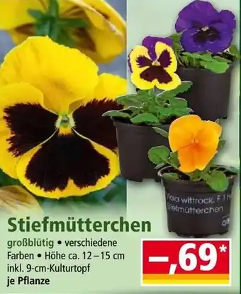 Norma Stiefmütterchen Angebot