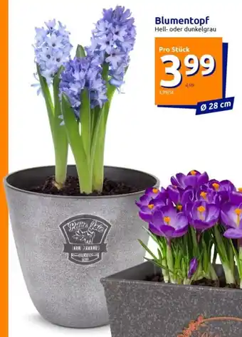 Action Blumentopf Angebot