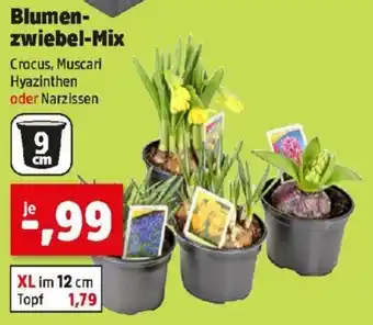 Thomas Philipps Blumen- zwiebel-Mix Angebot