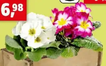 Thomas Philipps Primeln Angebot