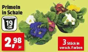 Thomas Philipps Primeln in Schale Angebot