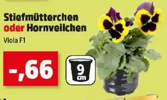 Thomas Philipps Stiefmütterchen oder Hornveilchen Viola Angebot
