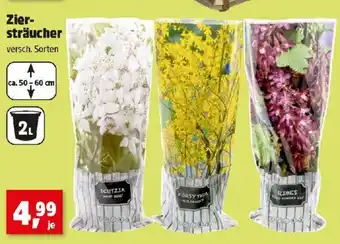 Thomas Philipps Zier-sträucher 50-60 cm Angebot