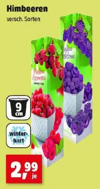 Thomas Philipps Himbeeren Angebot