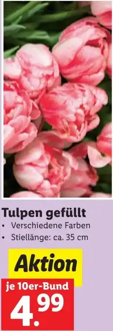Lidl Tulpen gefüllt 10er bund Angebot