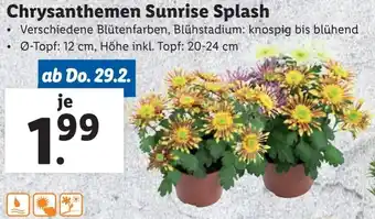 Lidl Chrysanthemen Sunrise Splash Angebot