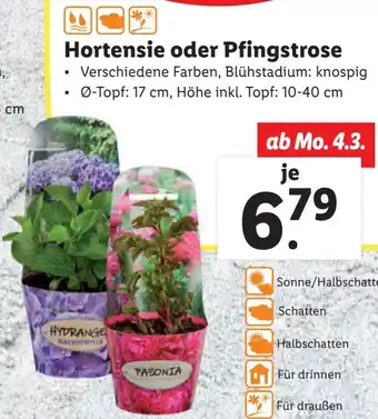 Lidl Hortensie oder Pfingstrose Angebot