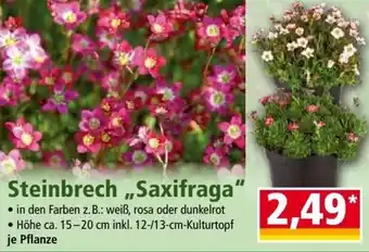 Norma Steinbrech Saxifraga Angebot