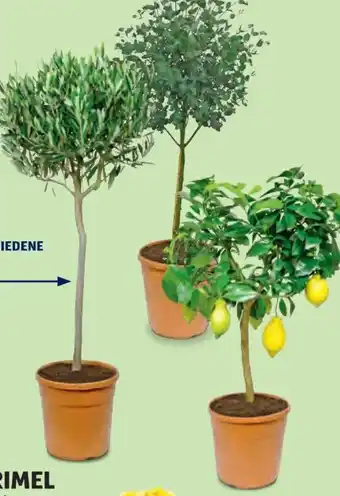 Hofer Mediterranes Stämmchen Angebot