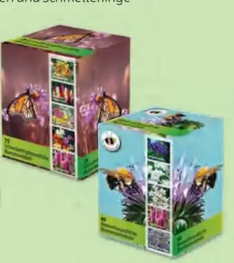 Hofer Blumenzwiebeln Angebot