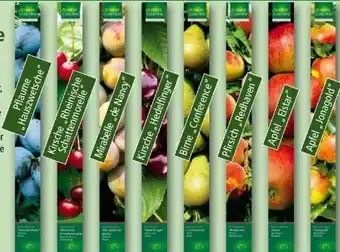 Norma Obstbäume Angebot