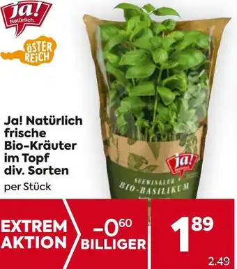 Billa Ja! Natürlich frische Bio-Kräuter im Topf Angebot
