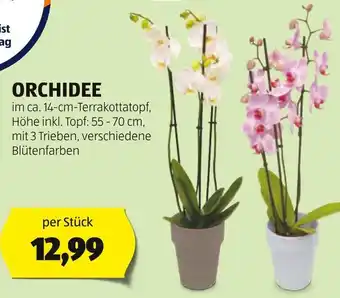 Hofer ORCHIDEE Angebot