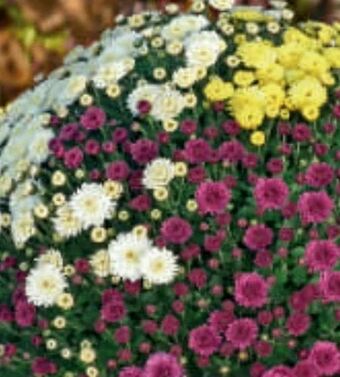 Bauhaus Chrysanthemen Multiflora Angebot
