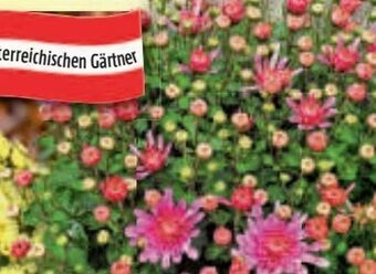 Bauhaus Chrysanthemen Multiflora Angebot