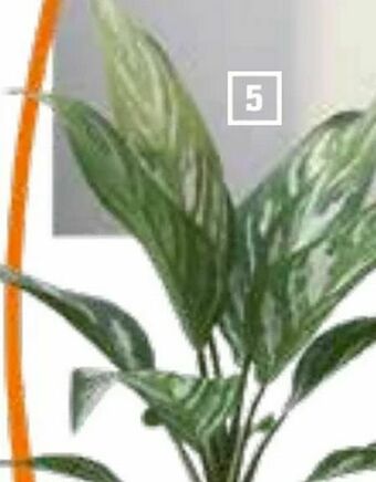 OBI Grünpflanzen Angebot