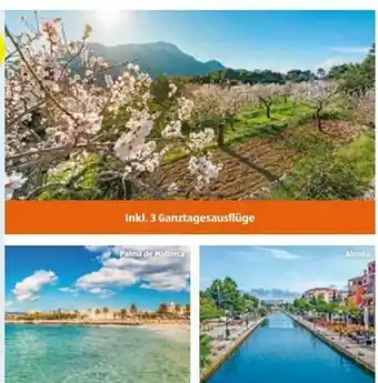 Hofer Reisen Mallorca-Sternfahrt Zur Mandelblüte Angebot