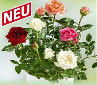 Norma Rosen Quattro Angebot