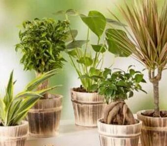 Norma Grünpflanzen Mix Angebot