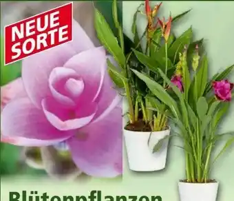 Norma Zucchini Besonderheiten Angebot