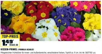 OBI KISSEN-PRIMEL (PRIMULA ACAULIS) Angebot