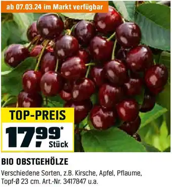 OBI BIO OBSTGEHÖLZE Angebot