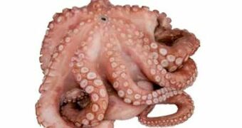 Transgourmet Octopus Blume Angebot