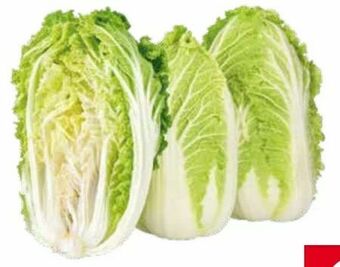 Transgourmet Chinakohl Angebot