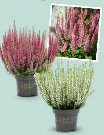 Hofer Callunen Beauty Ladies Angebot