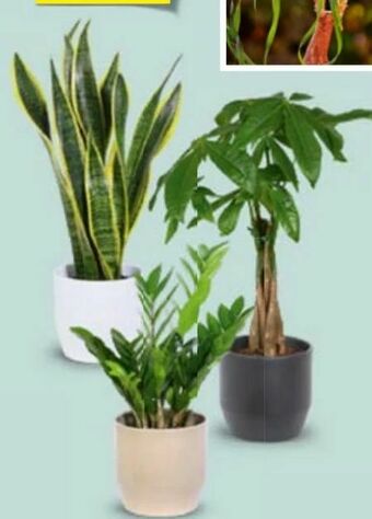 Hofer Grünpflanzen Angebot