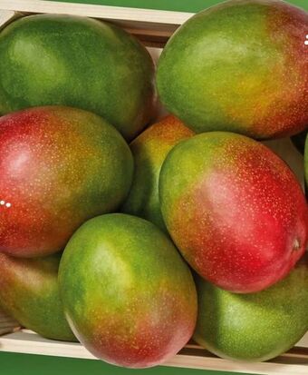 Lidl Essreife Mango Angebot